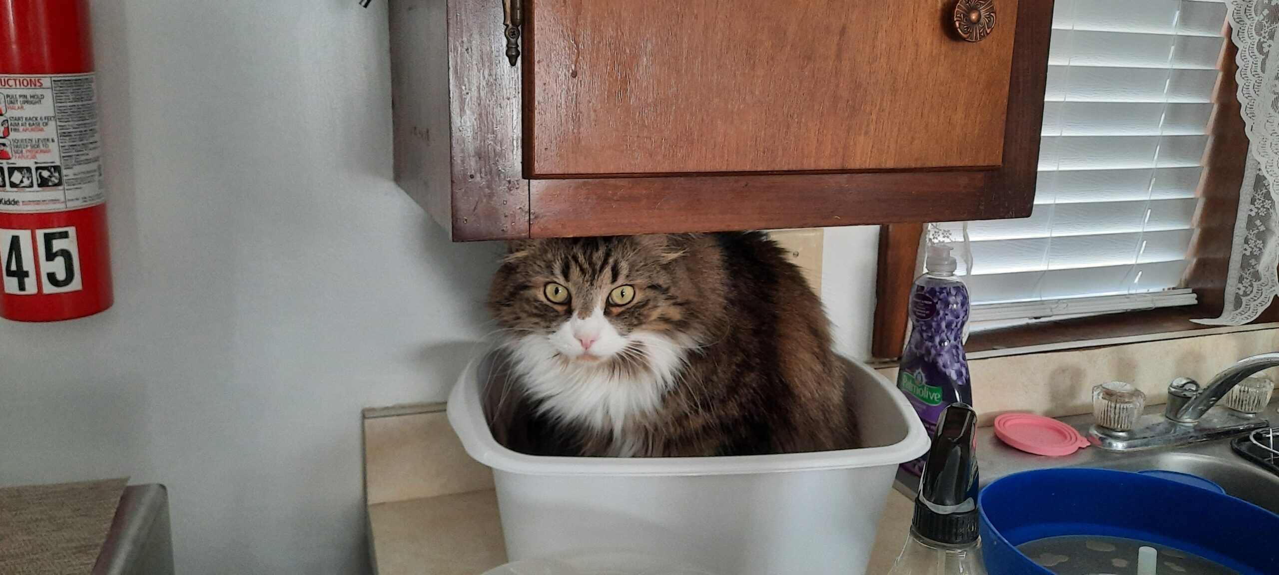 Meet Abby Smith’s sassy and curious cat, Leo