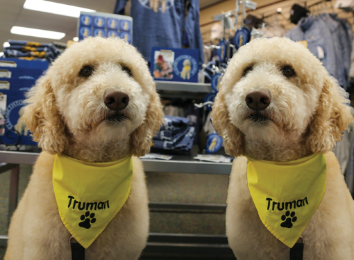 Biology department successfully clones the beloved Truman