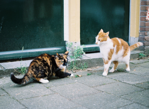 Abby’s Advice: Roommate disagreements