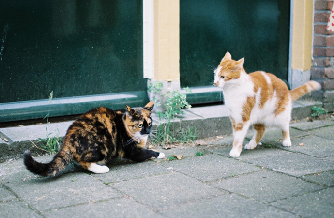 Abby’s Advice: Roommate disagreements