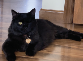Welcome to the Jungle: Meet Kelsey Knappenberger’s one-eyed cat, Kyra