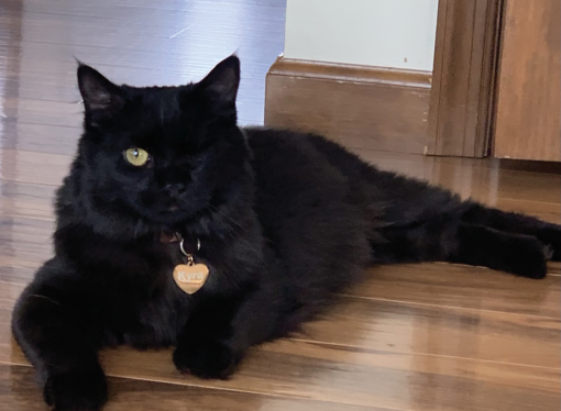 Welcome to the Jungle: Meet Kelsey Knappenberger’s one-eyed cat, Kyra