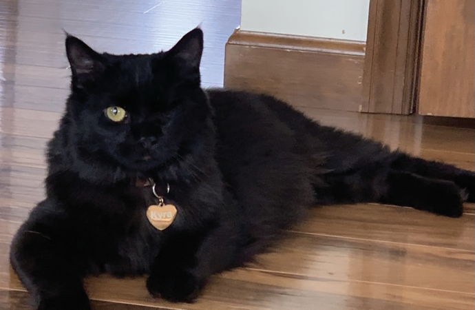Welcome to the Jungle: Meet Kelsey Knappenberger’s one-eyed cat, Kyra