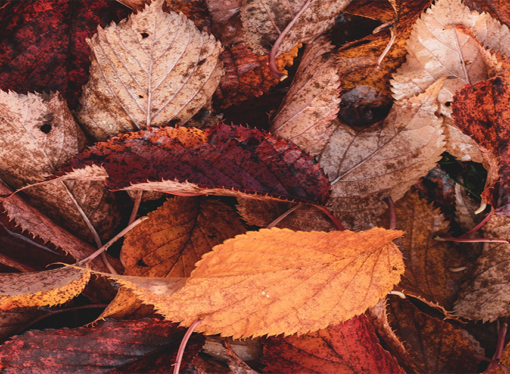 Fall Equinox Horoscopes: A fresh start