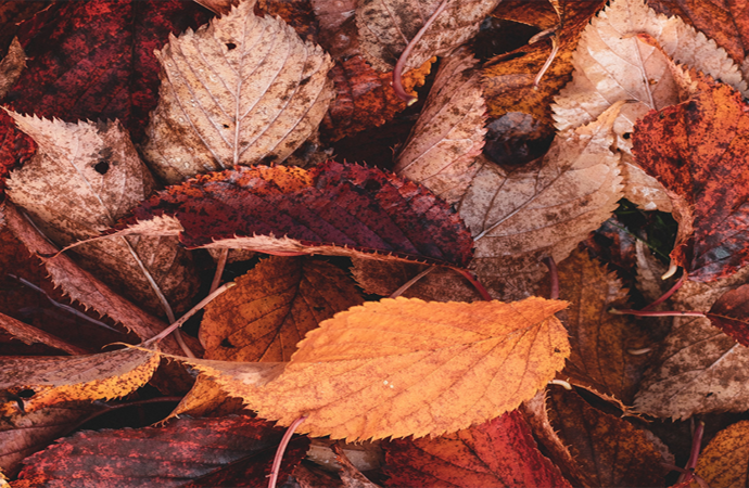 Fall Equinox Horoscopes: A fresh start