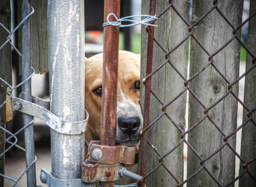 PA Politics: Fetterman accuses Oz of animal abuse