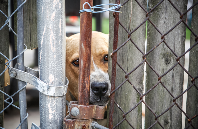 PA Politics: Fetterman accuses Oz of animal abuse