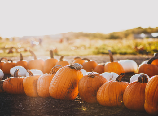 Halloween Activities: Finding local traditions