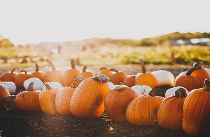 Halloween Activities: Finding local traditions