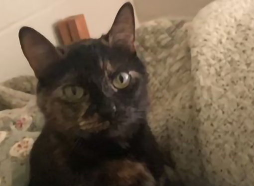 Welcome to the Jungle: Meet Prim