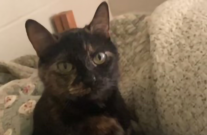 Welcome to the Jungle: Meet Prim