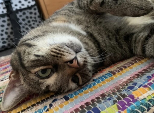 Welcome to the Jungle: Meet Tyga