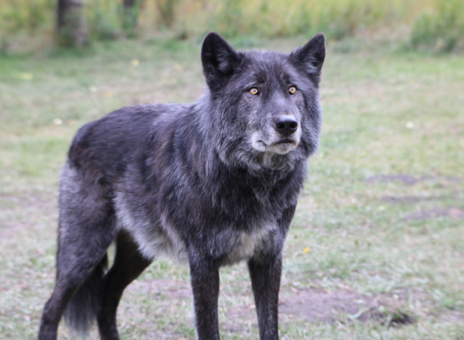 Outdoor Activity: The Wolf Sanctuary of PA