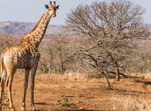Debate of the Week: How would a giraffe wear a tie?