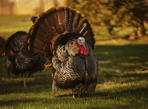 Horoscopes: Which dish does your sign bring to the Thanksgiving table?