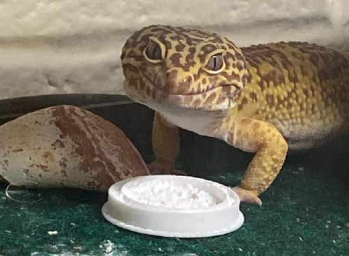 Welcome to the Jungle: Ripley the leopard gecko