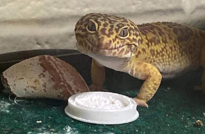 Welcome to the Jungle: Ripley the leopard gecko