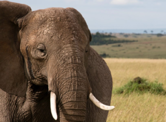 Global Perspective: Extreme drought kills large number of African wildlife