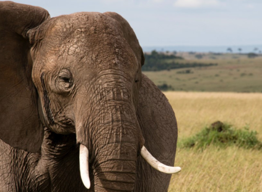 Global Perspective: Extreme drought kills large number of African wildlife