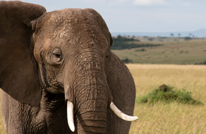 Global Perspective: Extreme drought kills large number of African wildlife