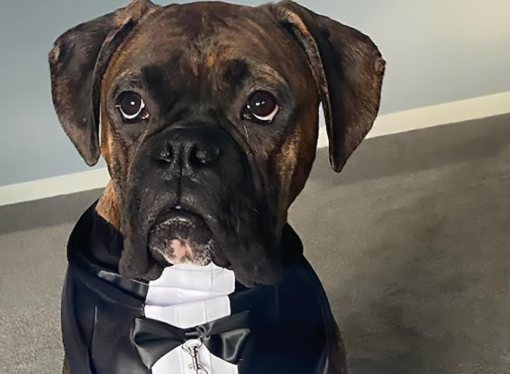 Welcome to the Jungle: Apollo the boxer