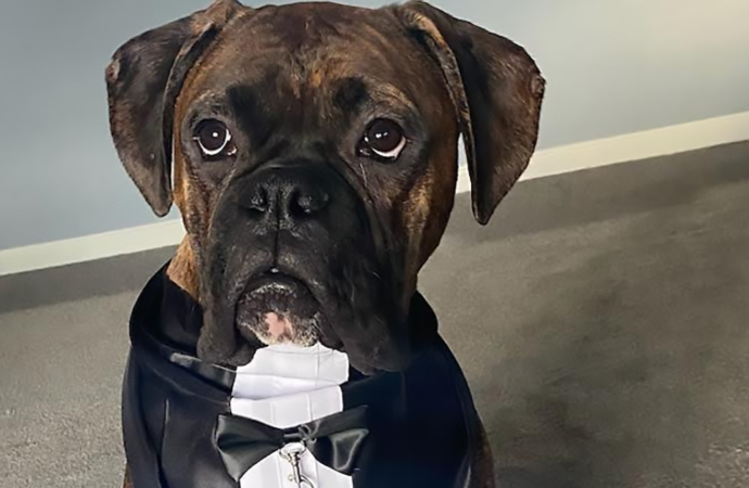 Welcome to the Jungle: Apollo the boxer