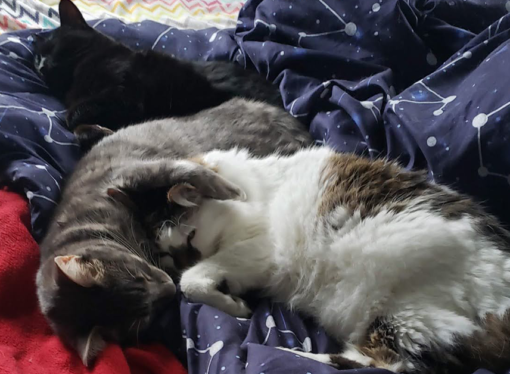 Welcome to the Jungle: How six cute cats keep Cassidy Rohrman company