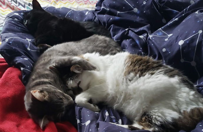 Welcome to the Jungle: How six cute cats keep Cassidy Rohrman company