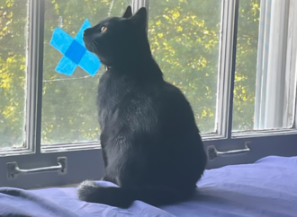 Welcome to the Jungle: Nox the kitten