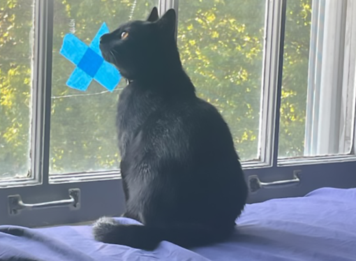 Welcome to the Jungle: Nox the kitten