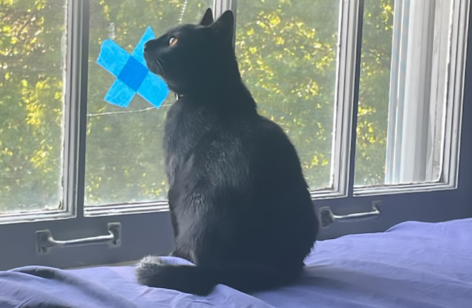 Welcome to the Jungle: Nox the kitten
