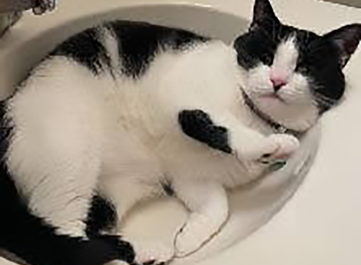 Welcome to the Jungle: Penny the cat