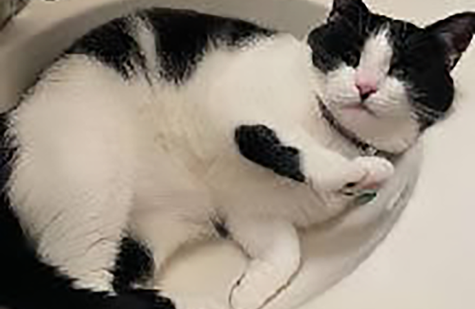 Welcome to the Jungle: Penny the cat