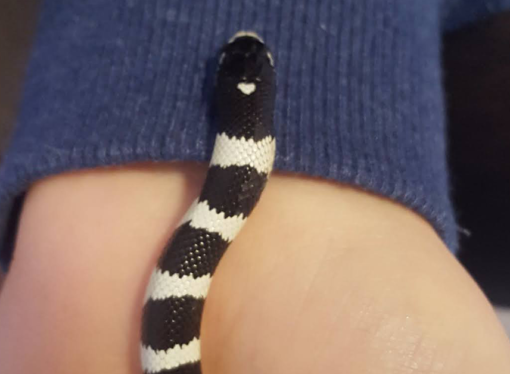 Welcome to the Jungle: Solomon the King Snake