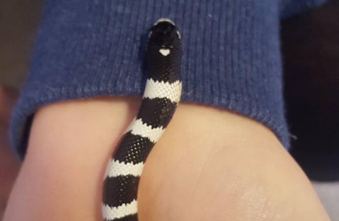 Welcome to the Jungle: Solomon the King Snake