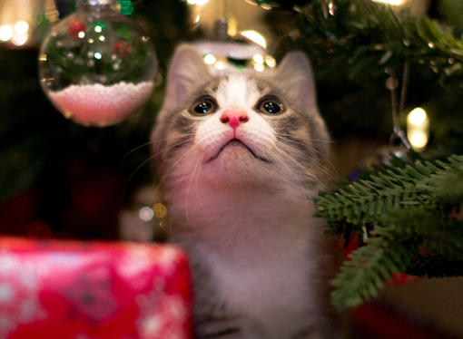 Debate of the Week: When to prepare for Christmas