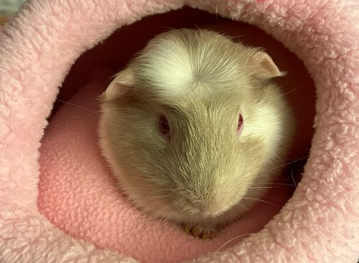 Welcome to the Jungle: Lou Lou the guinea pig