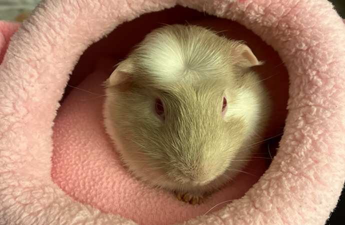 Welcome to the Jungle: Lou Lou the guinea pig