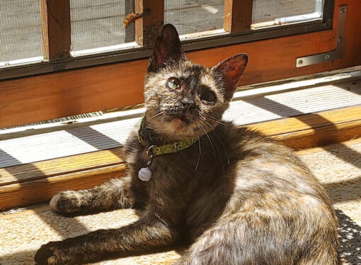 Welcome to the Jungle: Natasha the Kitty