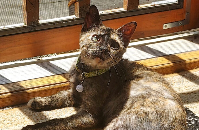 Welcome to the Jungle: Natasha the Kitty