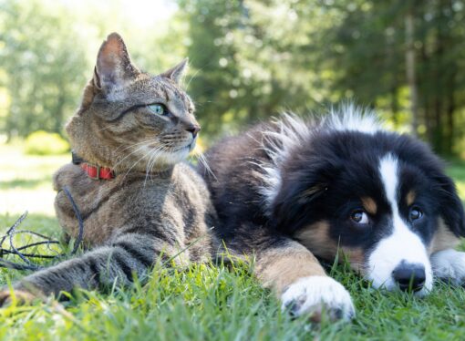 Debate of the Week: Cats vs. dogs 