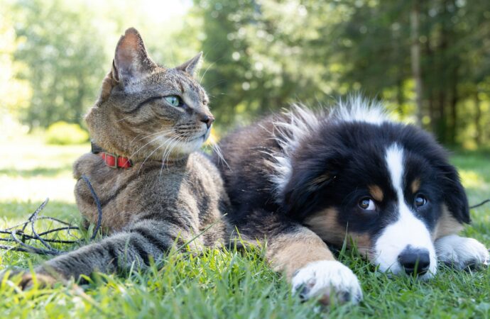 Debate of the Week: Cats vs. dogs 