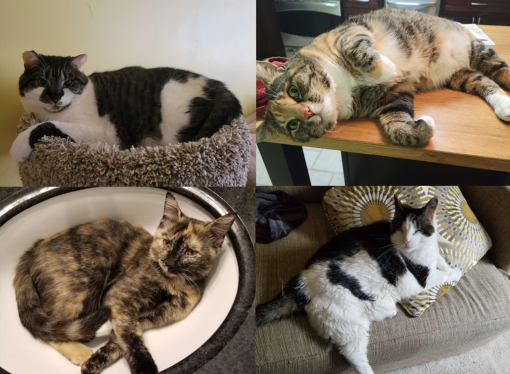 Welcome to the Jungle: Holly, Adzuki, Cocoa and Zelda