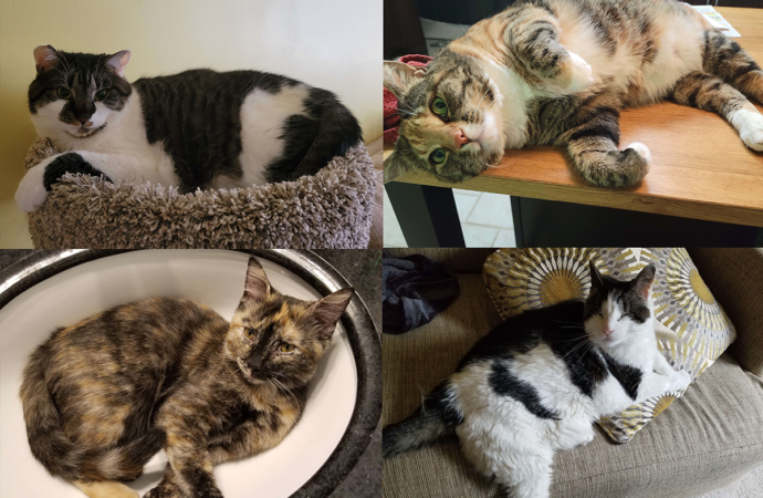 Welcome to the Jungle: Holly, Adzuki, Cocoa and Zelda