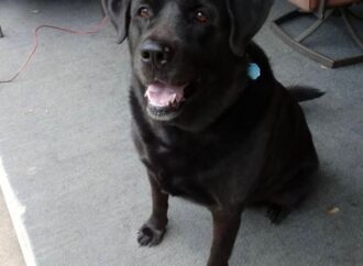 Welcome to the Jungle: Shyann the Black Lab/Akita mix