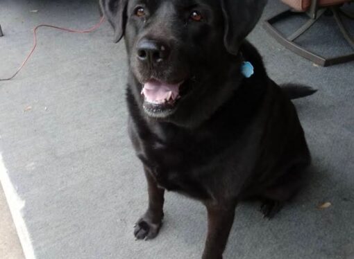 Welcome to the Jungle: Shyann the Black Lab/Akita mix