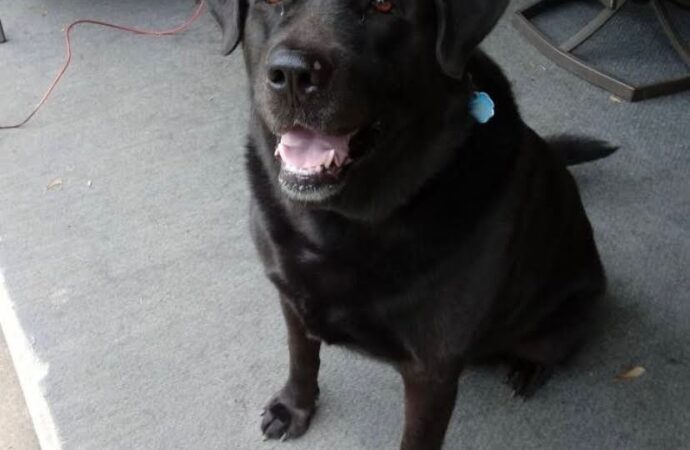 Welcome to the Jungle: Shyann the Black Lab/Akita mix