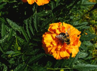 Horoscopes: What flower are you based on your zodiac sign?