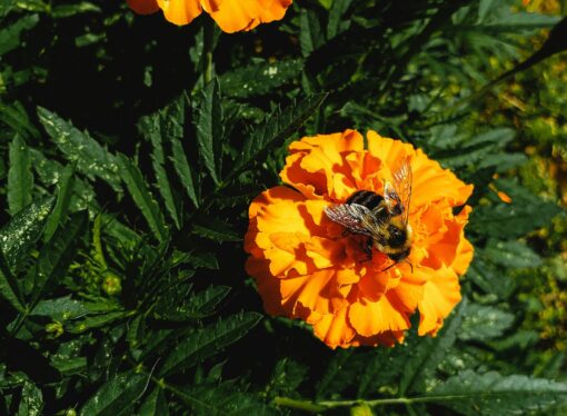 Horoscopes: What flower are you based on your zodiac sign?