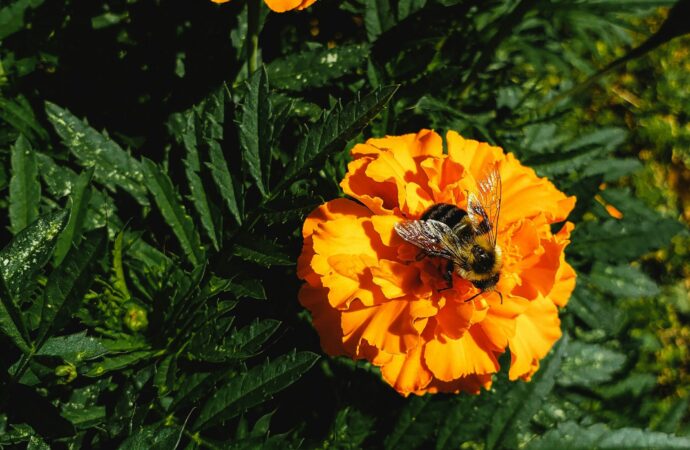 Horoscopes: What flower are you based on your zodiac sign?